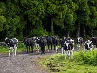 Begegnung mit Kuhherde auf Straße - Insel Terceira